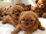Ayıcık Gibi Mini Boy Maltipoo Yavruları