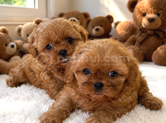 Ayıcık Gibi Mini Boy Maltipoo Yavruları görsel