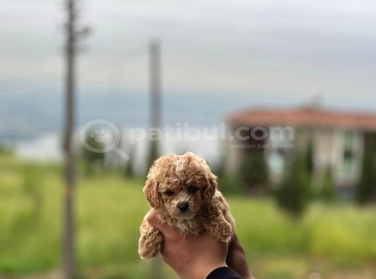 Poodle ve Maltipoo yavrular