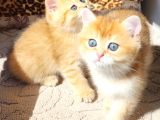 SAFKAN BRİTİSH SHORTHAİR GOLDEN