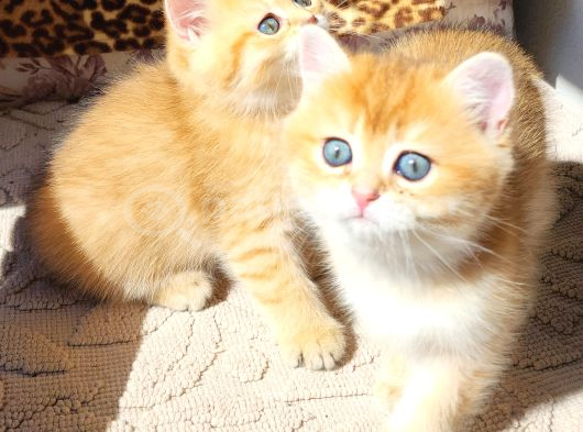 SAFKAN BRİTİSH SHORTHAİR GOLDEN