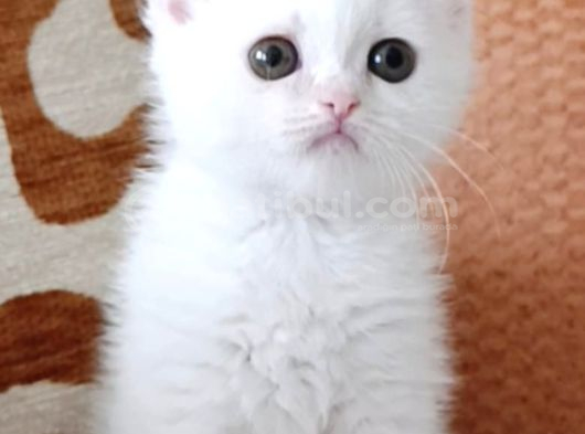 İki güzel bebek