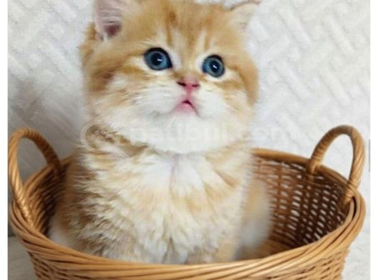 A kalite safkan Golden Kitten