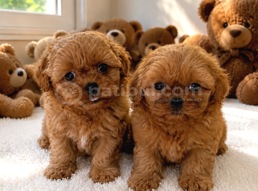 Ayıcık Gibi Mini Boy Maltipoo Yavruları