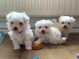 MALTESE TERRİER CİNSİ YAVRULAR