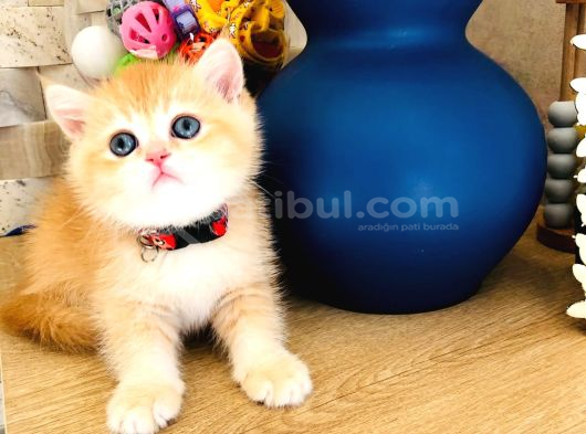 A KALİTE BRİTHİŞ ŞHORTHAİR GOLDEN YAVRULAR