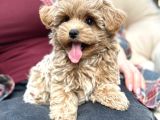 Malti̇poo Ci̇nsi̇ Yavrular Ev Üreti̇mi̇