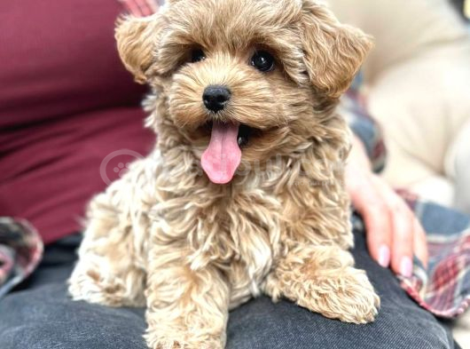 Malti̇poo Ci̇nsi̇ Yavrular Ev Üreti̇mi̇ görsel