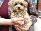 Kahve Tonlu Malti̇poo Ci̇nsi̇ Yavrular