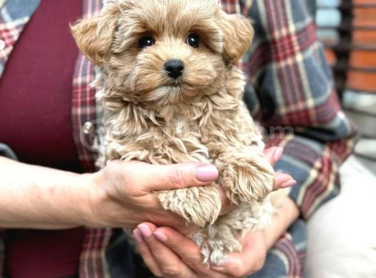 Kahve Tonlu Malti̇poo Ci̇nsi̇ Yavrular görsel
