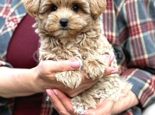 Malti̇poo Ci̇nsi̇ Yavrular Ev Üreti̇mi̇ görsel