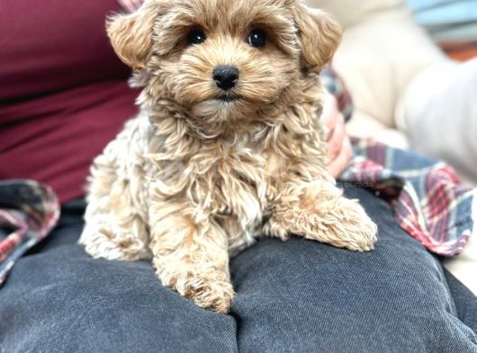 MALTİPOO CİNSİ YAVRULAR EV ÜRETİMİ