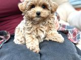 KAHVE TONLU MALTİPOO CİNSİ YAVRULAR