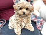 Kahve Tonlu Malti̇poo Ci̇nsi̇ Yavrular