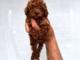 TOY POODLE SEVİMLİ YAVRULAR EV ÜRETİMİ