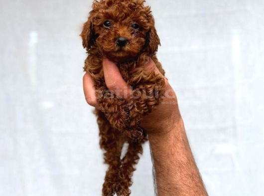 TOY POODLE SEVİMLİ YAVRULAR EV ÜRETİMİ