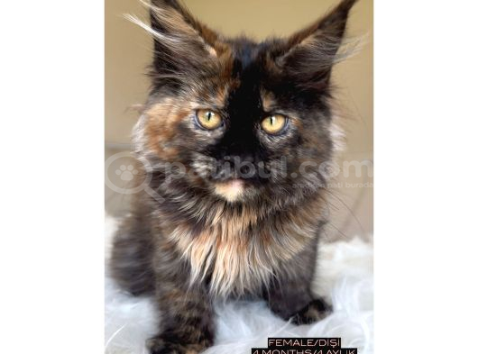 4 aylık safkan dişi maine coon