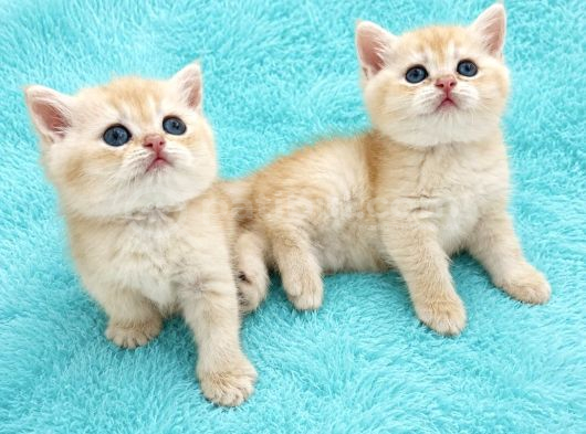 safkan British Shorthair Golden Yavrular