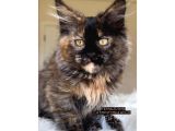 4 Aylık Safkan Dişi Maine Coon