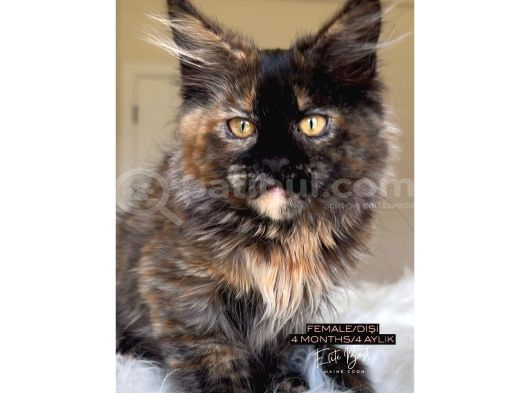 4 Aylık Safkan Dişi Maine Coon görsel