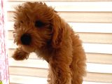 4 Aylık Erkek Maltipoo