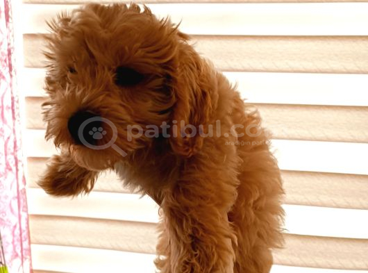 4 Aylık Erkek Maltipoo görsel