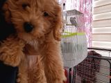 4 Aylık Erkek Maltipoo