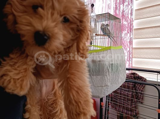 4 Aylık Erkek Maltipoo görsel
