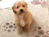 4 aylık erkek maltipoo
