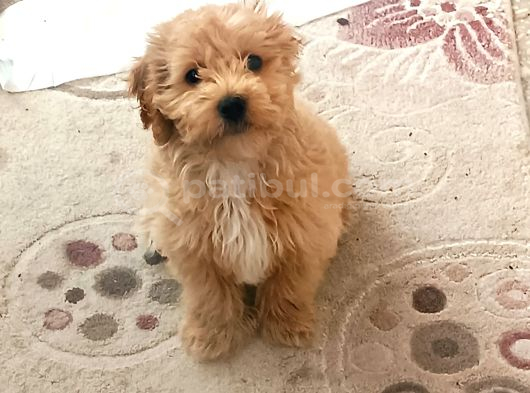 4 aylık erkek maltipoo