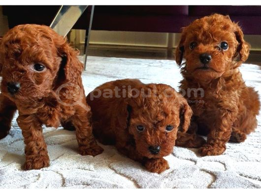 MUHTEŞEM GÜZELLİK DE TOY POODLE YAVRULARIMIZ