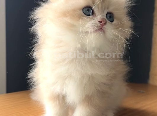 Safkan british peluş oyuncak gibi bir bebek
