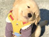 Golden Retreiver Küt Burun Smile Surat Aşılı Irk Garantili