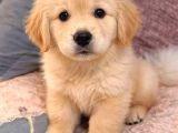 Golden Retreiver Küt Burun Smile Surat Aşılı Irk Garantili