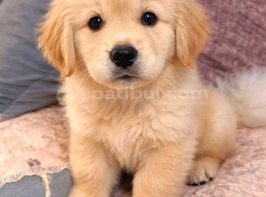 Golden Retreiver Küt Burun Smile Surat Aşılı Irk Garantili görsel