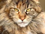 4 Aylık Safkan Dişi Maine Coon