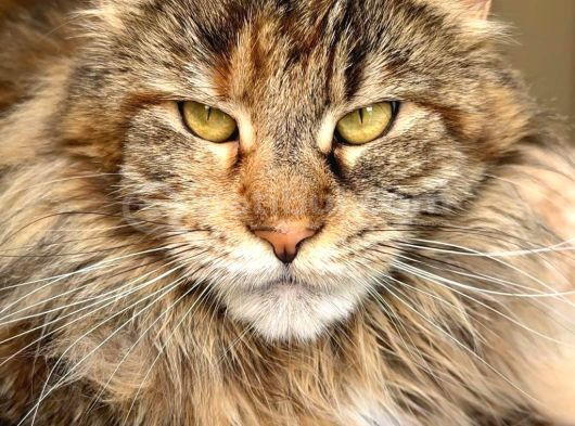 4 Aylık Safkan Dişi Maine Coon görsel