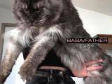 4 Aylık Safkan Dişi Maine Coon