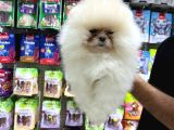 Vonalp Pet Garantisiyle Efsane Güzelli̇kte Pomerani̇an Boo