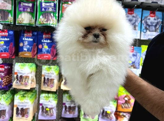 Vonalp Pet Garantisiyle Efsane Güzelli̇kte Pomerani̇an Boo görsel