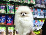 VONALP PET GARANTISIYLE EFSANE GÜZELLİKTE POMERANİAN BOO