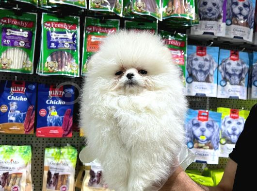 VONALP PET GARANTISIYLE EFSANE GÜZELLİKTE POMERANİAN BOO