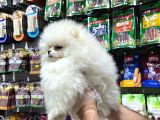 Vonalp Pet Garantisiyle Efsane Güzelli̇kte Pomerani̇an Boo