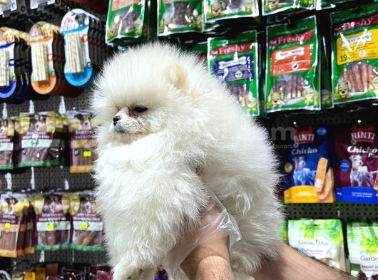 Vonalp Pet Garantisiyle Efsane Güzelli̇kte Pomerani̇an Boo görsel