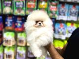 Vonalp Pet Garantisiyle Efsane Güzelli̇kte Pomerani̇an Boo