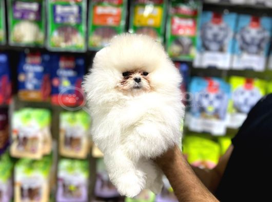 Vonalp Pet Garantisiyle Efsane Güzelli̇kte Pomerani̇an Boo görsel