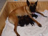 Elite Kan Hattı Safkan Belçika Malinois Yavrular
