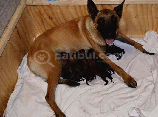 Elite Kan Hattı Safkan Belçika Malinois Yavrular görsel