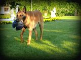 Elite Kan Hattı Safkan Belçika Malinois Yavrular