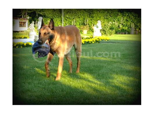 Elite Kan Hattı Safkan Belçika Malinois Yavrular görsel